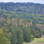 Année cruelle pour les forêts