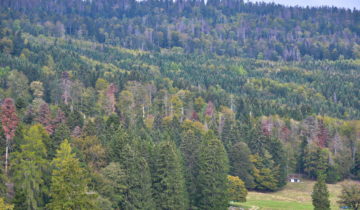 Année cruelle pour les forêts