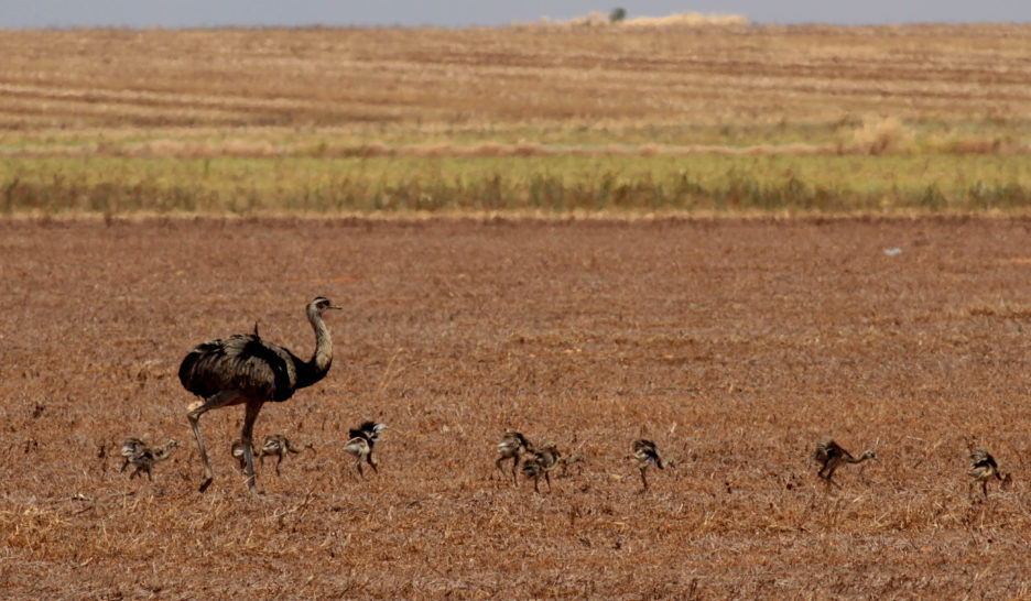 La lente agonie de la savane