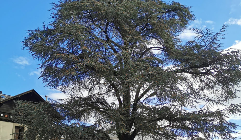 Le cèdre centenaire de la Servette sera-t-il abattu? 1