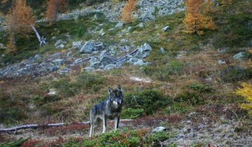 Les politicien·nes crient au loup