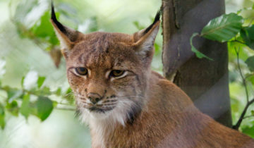 Œil de lynx mais sans les oreilles