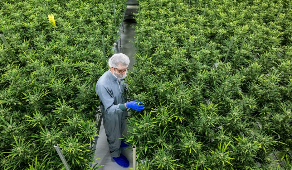 Une légalisation «contradictoire» 1