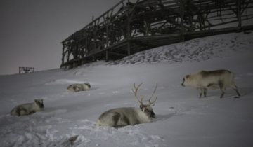 Charbon délaissé en Arctique