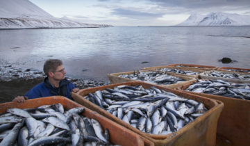 Le hareng menacé en mer Baltique