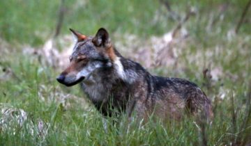 Le loup présumé coupable