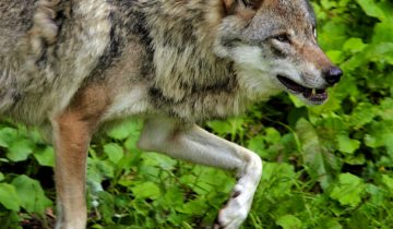 «Les éleveurs se sentent abandonnés»