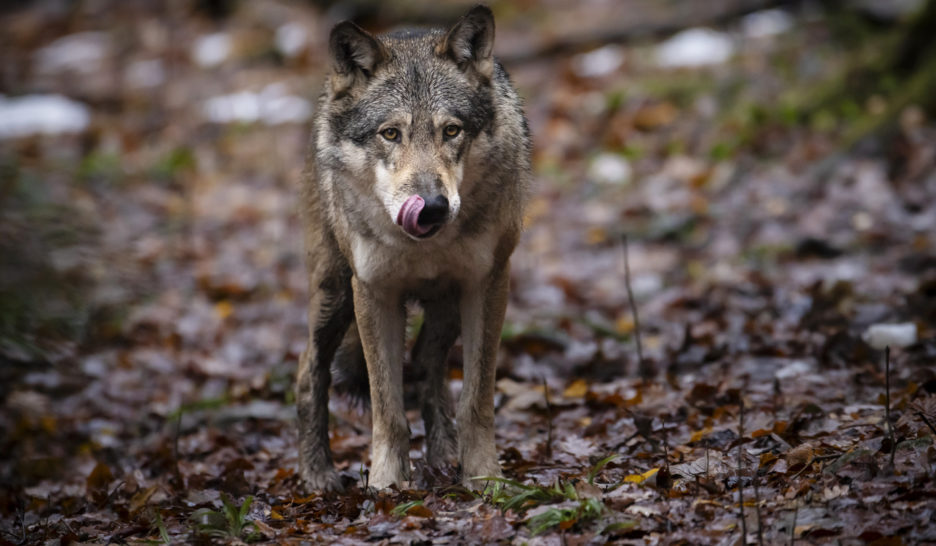 L'association CHWolf dépose une plainte contre les cantons