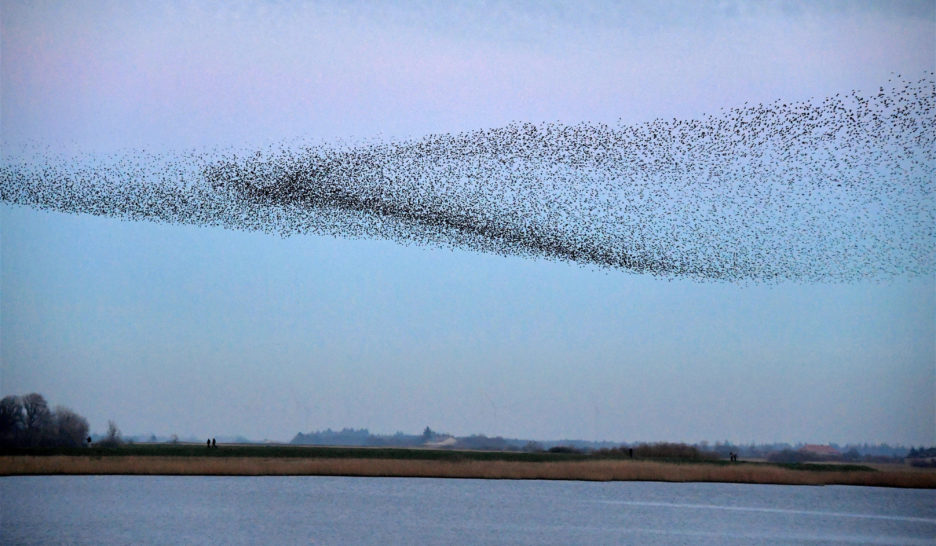 La mémoire à vol d’oiseau