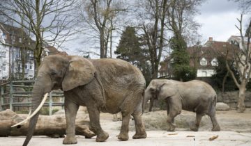 Les zoos suisses sont en deuil 1