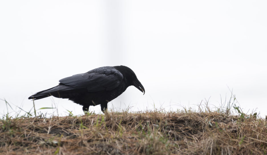 Champs ravagés par les corvidés
