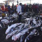 Requins tués à un rythme alarmant 1