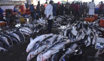 Requins tués à un rythme alarmant 1