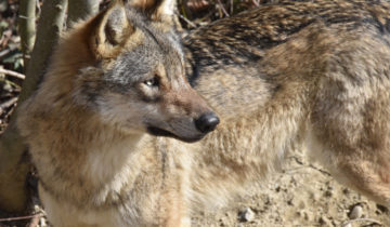 Tir régulé d'un loup dans le secteur du Mont-Tendre