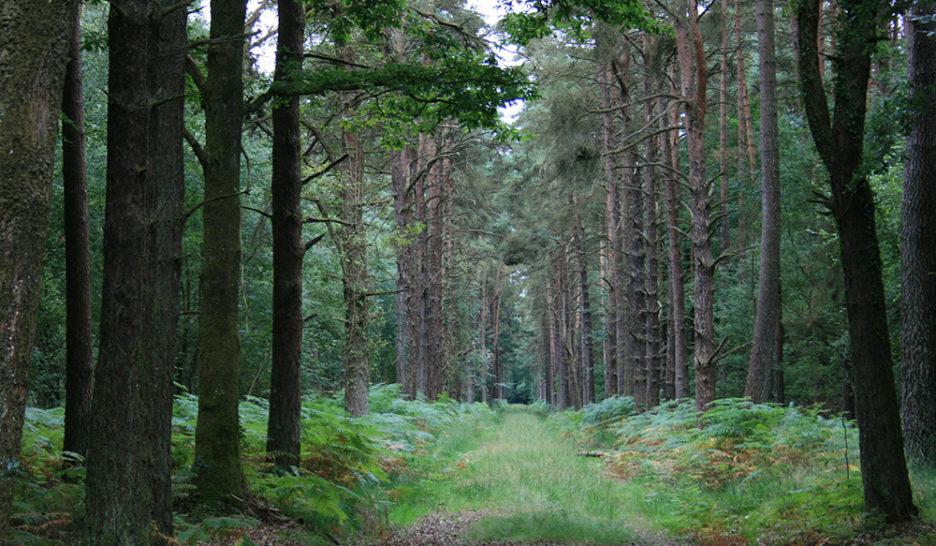 Planter des arbres ‘migrateurs’? 2