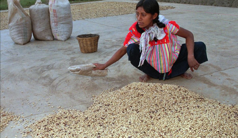 Au Chiapas, un Nescafé à l’arôme de désespoir