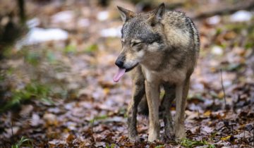 «Des tirs de loup trop peu ciblés» 1