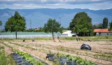 La terre de Cocagne a subi la tempête 1