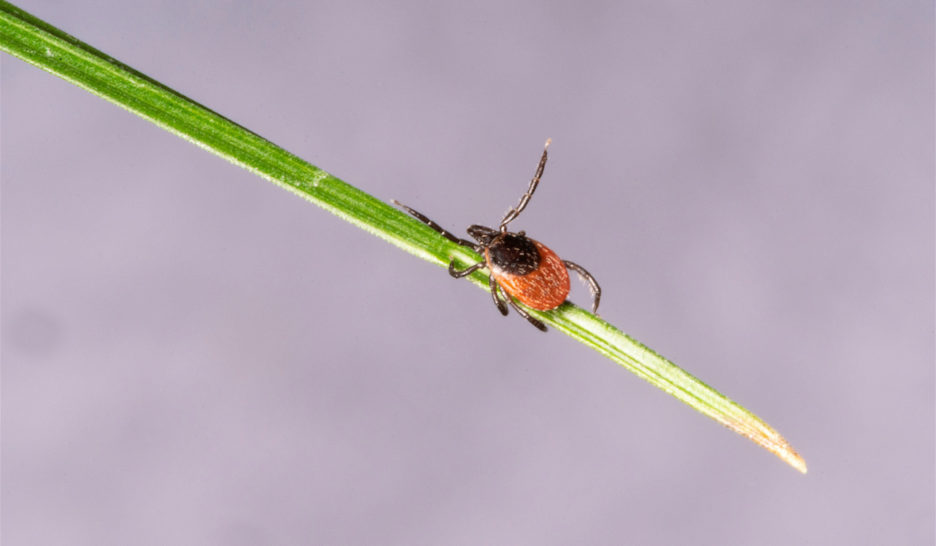 Un vaccin contre la borréliose?