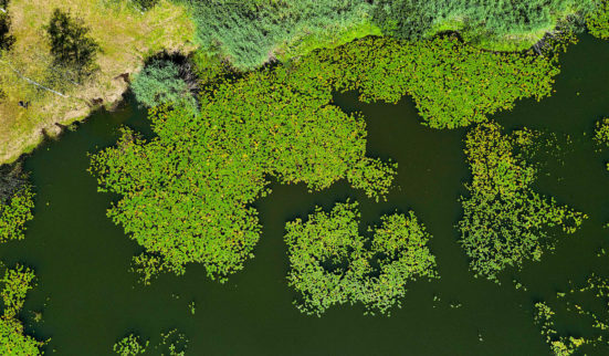 Controverse sur la biodiversité