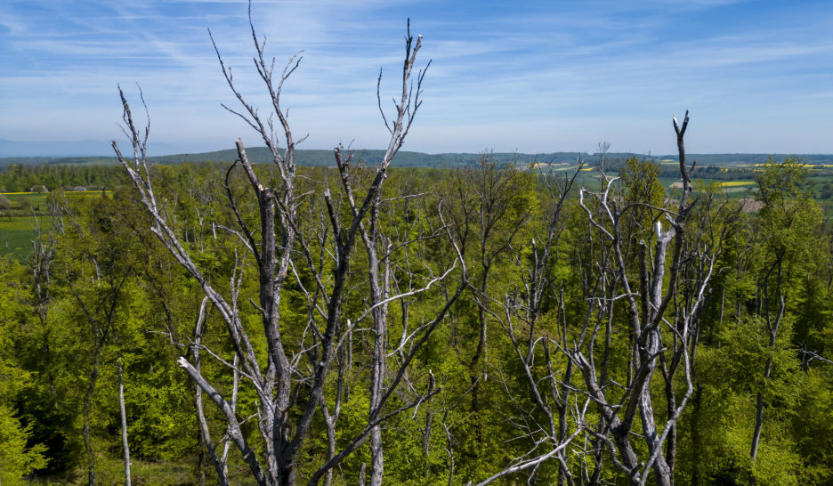 La sécheresse du hêtre touche le Jura