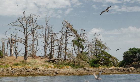 Le berger des îles 2