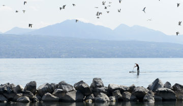 Le paddle, un danger pour les oiseaux