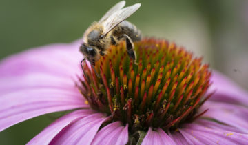 Lutte autour de la biodiversité