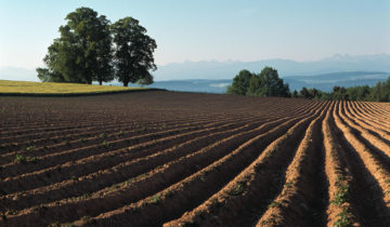 Au chevet du «potager de la Suisse»