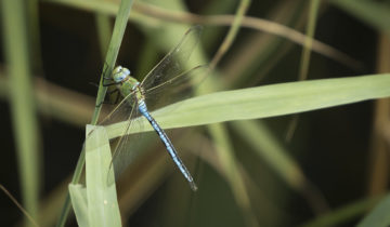 Faibles majorités pour la biodiversité et la réforme LPP