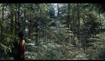 Ces forêts en or 1