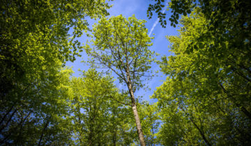 Le nanoplastique stresse les arbres