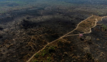 La destruction des forêts se poursuit