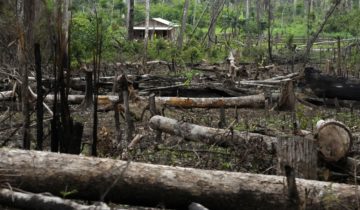 L’exploitation illégale de bois en hausse