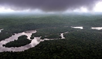 Le deuxième poumon de la planète en danger