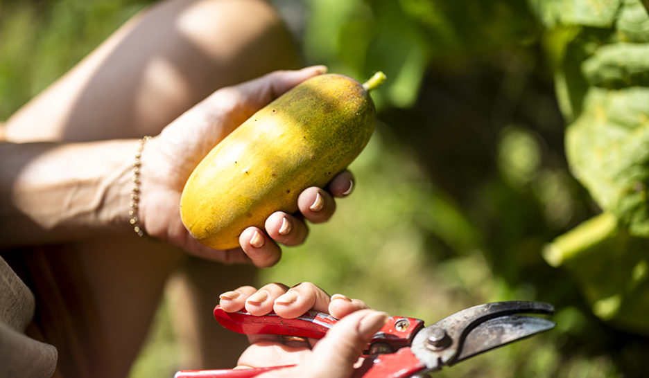 Utile à l’agriculture, le génie génétique?